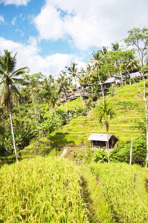 Tegallalang Rice Terraces. Ubud, Bali, Indonesia. Beautiful green rice fields, natural background. Travel concept, famous places of Baliの写真素材