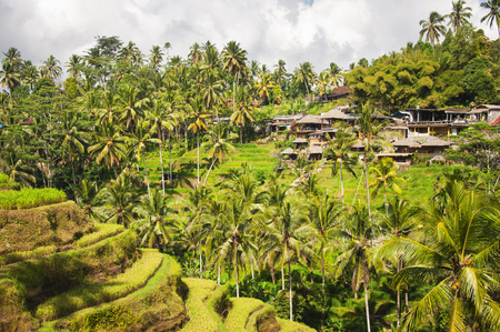 Tegallalang Rice Terraces. Ubud, Bali, Indonesia. Beautiful green rice fields, natural background. Travel concept, famous places of Baliの写真素材