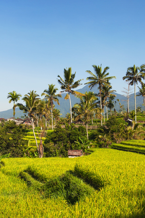 Rice terraces and blue sky, Ubud, Bali, Indonesia. Beautiful green young rice fields, natural tropical background. Rice farm, field, paddy. Travel conceptの写真素材