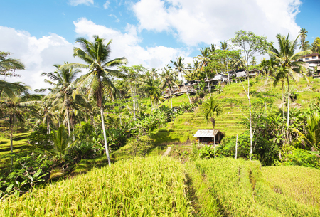 Tegallalang Rice Terraces. Ubud, Bali, Indonesia. Beautiful green rice fields, natural background. Travel concept, famous places of Baliの写真素材