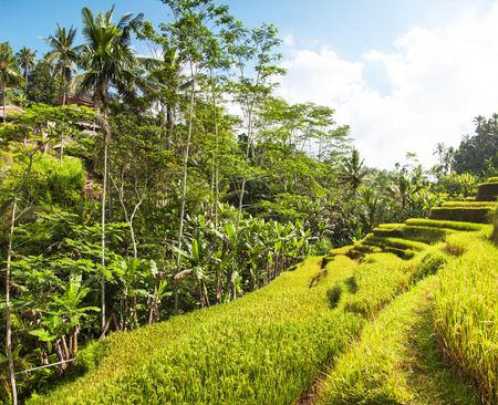 Tegallalang Rice Terraces. Ubud, Bali, Indonesia. Beautiful green rice fields, natural background. Travel concept, famous places of Baliの写真素材