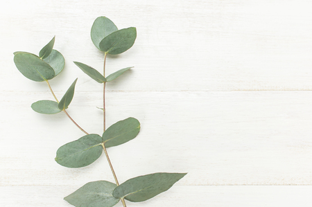 Eucalyptus twigs on white wooden background. Flat lay, top view, copy space. Floral background, flowers compositionの写真素材