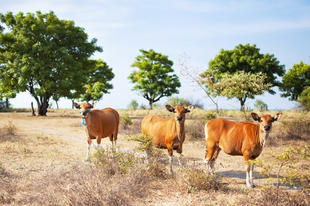 Red calves on a pasture in a field against a beautiful summer landscape, Selective focus. Baby cow, calf, livestock, animalsの写真素材