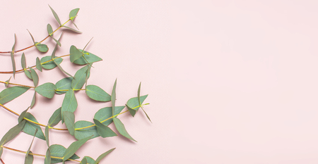 Eucalyptus twigs on pastel pink background. Flat lay, top view, copy space. Floral background, flowers composition, green Eucalyptus leaves, mock upの写真素材