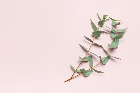 Eucalyptus twigs on pastel pink background. Flat lay, top view, copy space. Floral background, flowers composition, green Eucalyptus leaves, mock upの写真素材