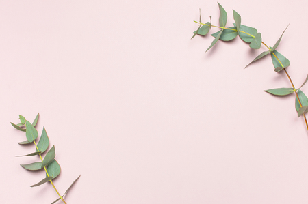 Eucalyptus twigs on pastel pink background. Flat lay, top view, copy space. Floral background, flowers composition, green Eucalyptus leaves, mock upの写真素材