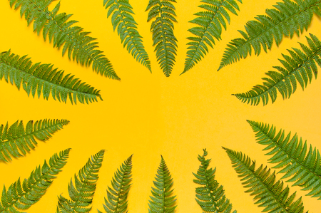 Tropical summer background, green fern leaves on bright yellow background top view flat lay copy space. Summer floral composition, green leaf frame. Nature concept.の写真素材