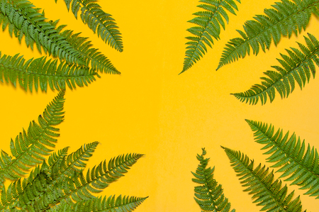 Tropical summer background, green fern leaves on bright yellow background top view flat lay copy space. Summer floral composition, green leaf frame. Nature concept.の写真素材