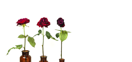 The stages of the life cycle of red rose from flowering to wilting on white background. Three red roses in glass bottles, flowering stages.の写真素材