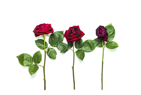 The stages of the life cycle of red rose from flowering to wilting on white isolated background top view. Three red roses.の写真素材