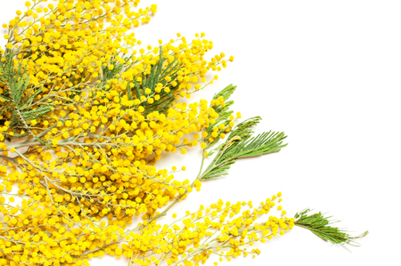 Yellow Mimosa flowers on white background top view flat lay copy space. Spring gentle composition, concept of spring season, symbol of 8 March, happy women's day. Flower background, Easter decorationの写真素材