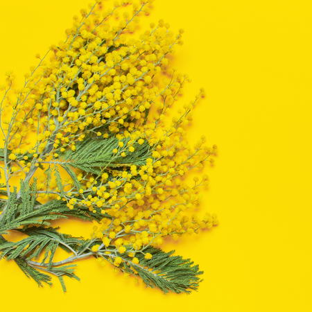 Mimosa flowers on yellow background top view flat lay copy space. Spring gentle composition, concept of spring season, symbol of 8 March, happy women's day. Flower background, Easter decorationの写真素材