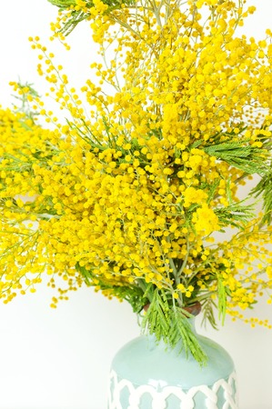 Spring bouquet of yellow mimosa flowers in turquoise vase against the light wall copy space. Gentle composition, concept of spring season, symbol of 8 March, happy women's day. Flower background.の写真素材