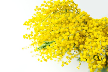 Spring bouquet of yellow mimosa flowers in turquoise vase against the light wall copy space. Gentle composition, concept of spring season, symbol of 8 March, happy women's day. Flower background.の写真素材