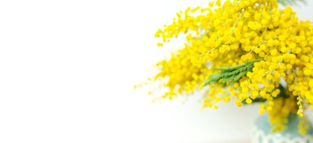 Spring bouquet of yellow mimosa flowers in turquoise vase against the light wall copy space. Gentle composition, concept of spring season, symbol of 8 March, happy women's day. Flower background.の写真素材