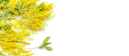 Yellow Mimosa flowers on white background top view flat lay copy space. Spring gentle composition, concept of spring season, symbol of 8 March, happy women's day. Flower background, Easter decorationの写真素材
