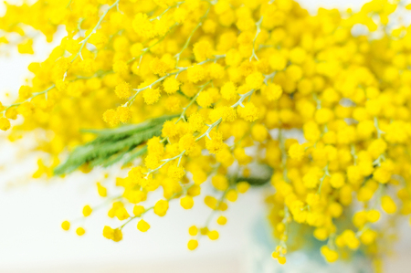 Spring bouquet of yellow mimosa flowers in turquoise vase against the light wall copy space. Gentle composition, concept of spring season, symbol of 8 March, happy women's day. Flower background.の写真素材