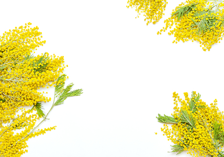Yellow Mimosa flowers on white background top view flat lay copy space. Spring gentle composition, concept of spring season, symbol of 8 March, happy women's day. Flower background, Easter decorationの写真素材