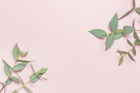Eucalyptus twigs on pastel pink background. Flat lay, top view, copy space. Floral background, flowers composition, green Eucalyptus leaves, mock upの写真素材
