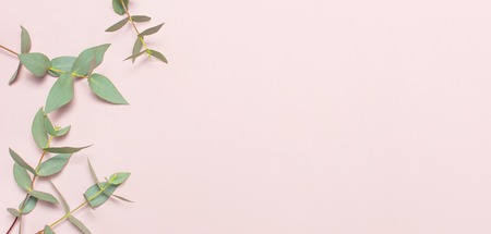 Eucalyptus twigs on pastel pink background. Flat lay, top view, copy space. Floral background, flowers composition, green Eucalyptus leaves, mock upの写真素材