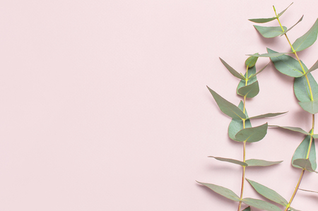 Eucalyptus twigs on pastel pink background. Flat lay, top view, copy space. Floral background, flowers composition, green Eucalyptus leaves, mock upの写真素材
