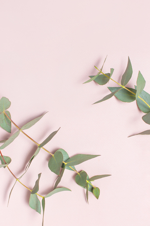 Eucalyptus twigs on pastel pink background. Flat lay, top view, copy space. Floral background, flowers composition, green Eucalyptus leaves, mock upの写真素材