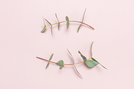 Eucalyptus twigs on pastel pink background. Flat lay, top view, copy space. Floral background, flowers composition, green Eucalyptus leaves, mock upの写真素材