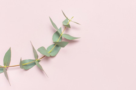 Eucalyptus twigs on pastel pink background. Flat lay, top view, copy space. Floral background, flowers composition, green Eucalyptus leaves, mock upの写真素材