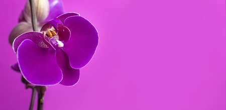 Beautiful purple Phalaenopsis orchid flowers on bright pink background. Tropical flower, branch of orchid close up. Pink orchid background. Holiday, Women's Day, Flower Card flat lay.の写真素材