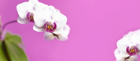 Beautiful White with pink Phalaenopsis orchid flowers on bright pink background. Tropical flower, branch of orchid close up. Pink orchid background. Holiday, Women's Day, Flower Card flat lay.の写真素材