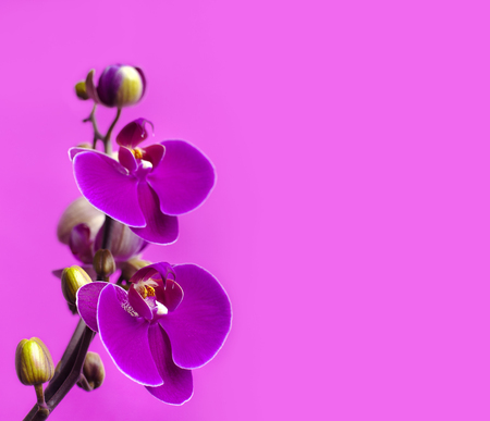 Beautiful purple Phalaenopsis orchid flowers on bright pink background. Tropical flower, branch of orchid close up. Pink orchid background. Holiday, Women's Day, Flower Card flat lay.の写真素材