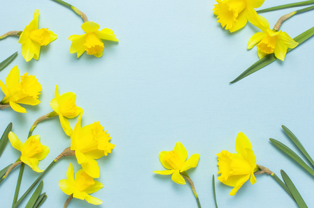 Spring floral background. Frame of narcissus or daffodil flowers on blue background top view flat lay. Easter concept, International Women's Day, March 8, holiday. Card with flowers. Place for text.の写真素材