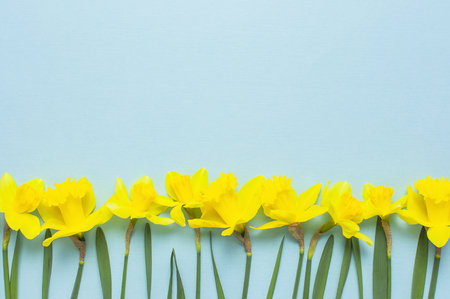 Spring floral background. Yellow narcissus or daffodil flowers on blue background top view flat lay. Easter concept, International Women's Day, March 8, holiday. Card with flowers Place for textの写真素材