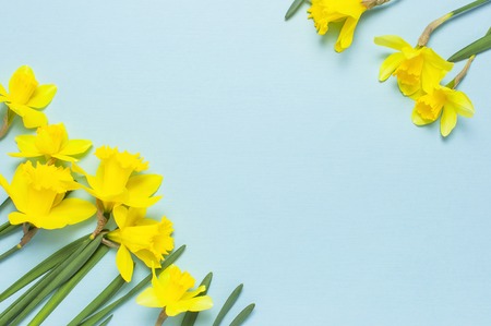 Spring floral background. Frame of narcissus or daffodil flowers on blue background top view flat lay. Easter concept, International Women's Day, March 8, holiday. Card with flowers. Place for text.の写真素材