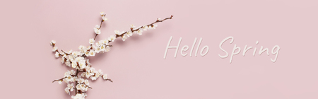Spring background with beautiful white flowering branches. Pastel pink background, bloom delicate flowers. Springtime concept. Flat lay top view copy spaceの写真素材