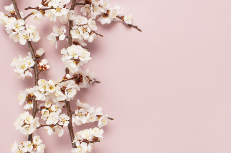 Spring border background with beautiful white flowering branches. Pastel pink background, bloom delicate flowers. Springtime concept. Flat lay top view copy spaceの写真素材