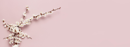 Spring background with beautiful white flowering branches. Pastel pink background, bloom delicate flowers. Springtime concept. Flat lay top view copy spaceの写真素材