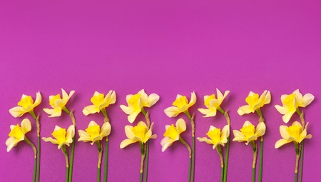 Spring floral background. Yellow narcissus or daffodil flowers on bright pink fuchsia background top view flat lay. Easter concept, International Women's Day, March 8, holiday. Card with flowersの写真素材