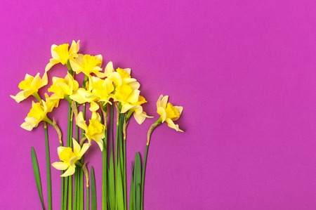 Spring floral background. Yellow narcissus or daffodil flowers on bright pink fuchsia background top view flat lay. Easter concept, International Women's Day, March 8, holiday. Card with flowersの写真素材