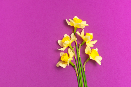 Spring floral background. Yellow narcissus or daffodil flowers on bright pink fuchsia background top view flat lay. Easter concept, International Women's Day, March 8, holiday. Card with flowersの写真素材