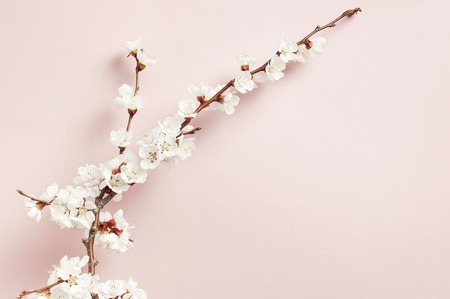 Spring background with beautiful white flowering branches. Nature Pastel pink background, bloom delicate flowers. Springtime minimal concept.の写真素材