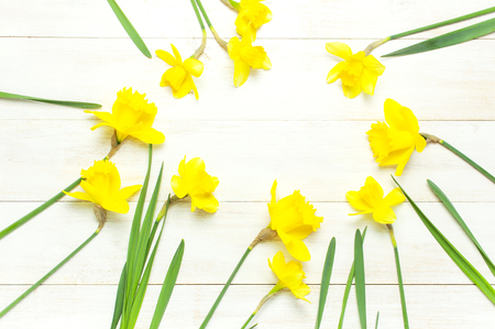 Spring floral background. Frame of narcissus or daffodil flowers on white wooden background top view flat lay.の写真素材