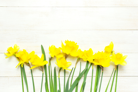 Spring floral background. Yellow narcissus or daffodil flowers on white wooden background top view flat lay.の写真素材