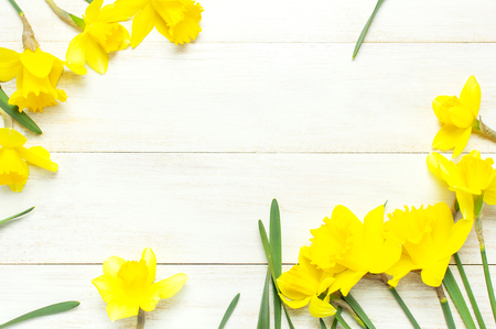 Spring floral background. Frame of narcissus or daffodil flowers on white wooden background top view flat lay.の写真素材