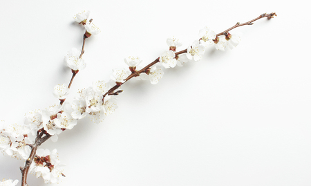 Spring background with beautiful white flowering branches against the light wall. Nature gentle background, bloom delicate flowers. Springtime minimal concept.の写真素材