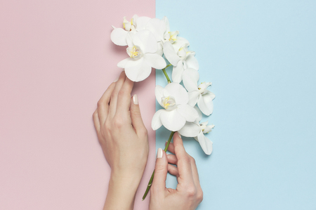 Woman's hands hold branch of Beautiful White Phalaenopsis orchid flowers on pastel pink blue background top view flat lay. Tropical flower, branch of orchid. Holiday, Women's Day, Flower Card, beauty.の写真素材