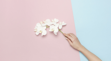 Woman's hands hold branch of Beautiful White Phalaenopsis orchid flowers on pastel pink blue background top view flat lay. Tropical flower, branch of orchid. Holiday, Women's Day, Flower Card, beauty.の写真素材