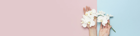 Woman's hands hold branch of Beautiful White Phalaenopsis orchid flowers on pastel pink blue background top view flat lay. Tropical flower, branch of orchid. Holiday, Women's Day, Flower Card, beauty.の写真素材