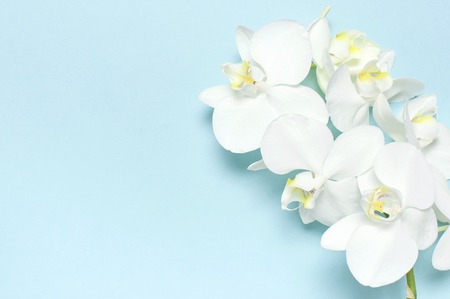 Beautiful White Phalaenopsis orchid flowers on pastel blue background top view flat lay. Tropical flower, branch of orchid close up. Orchid background. Holiday, Women's Day, Flower Card, beauty.の写真素材