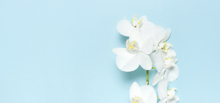 Beautiful White Phalaenopsis orchid flowers on pastel blue background top view flat lay. Tropical flower, branch of orchid close up. Orchid background. Holiday, Women's Day, Flower Card, beauty.の写真素材